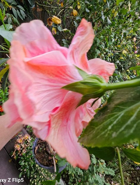  - Hibiscus