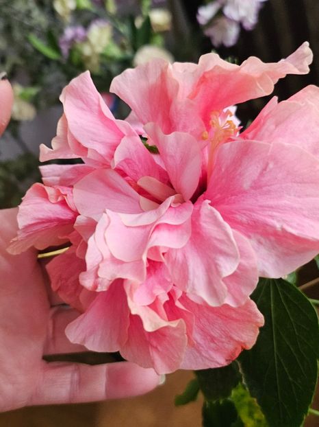 11 - Hibiscus
