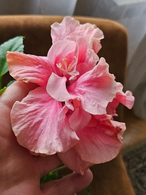 11 - Hibiscus