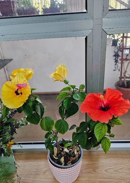  - Hibiscus