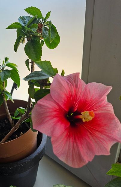  - Hibiscus