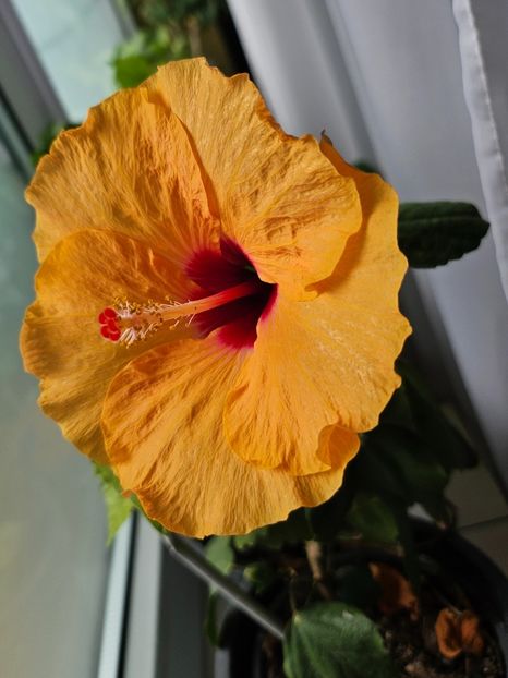 6 - Hibiscus