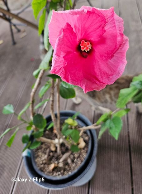  - Hibiscus