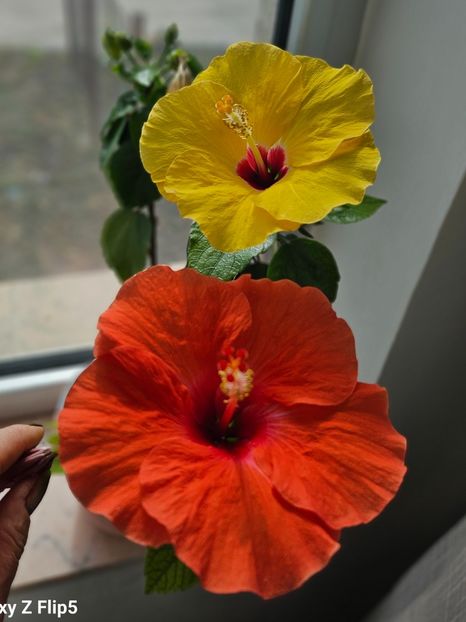  - Hibiscus