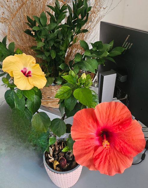  - Hibiscus