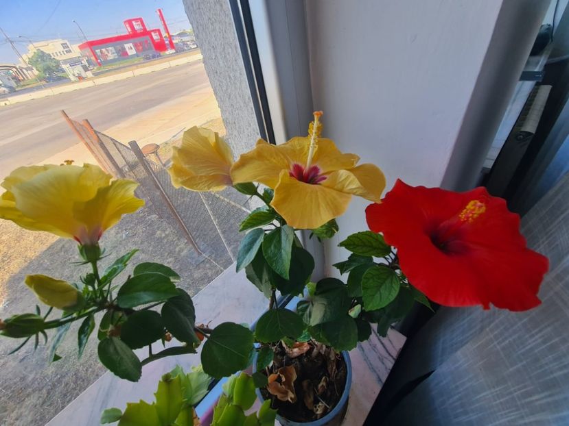  - Hibiscus