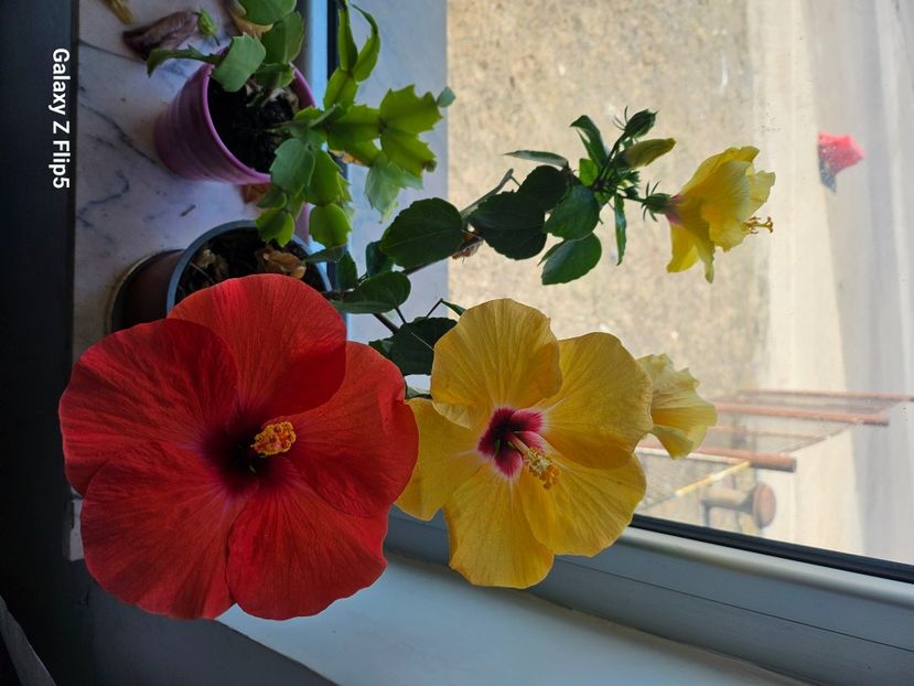  - Hibiscus