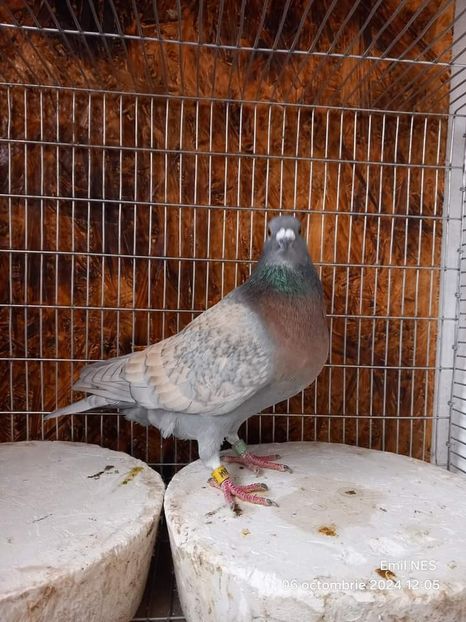  - Nu îmi aparțin 7