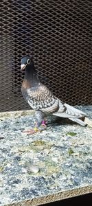  - Nu îmi aparțin 7