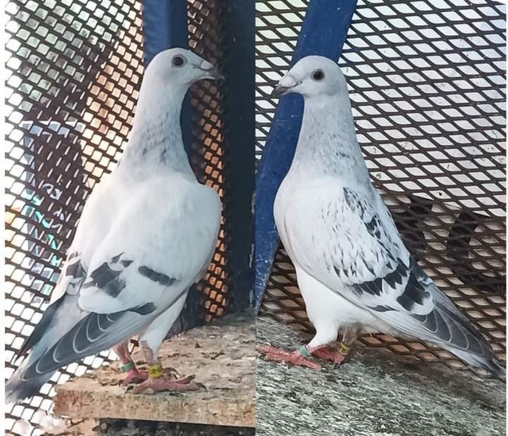 - Nu îmi aparțin 7