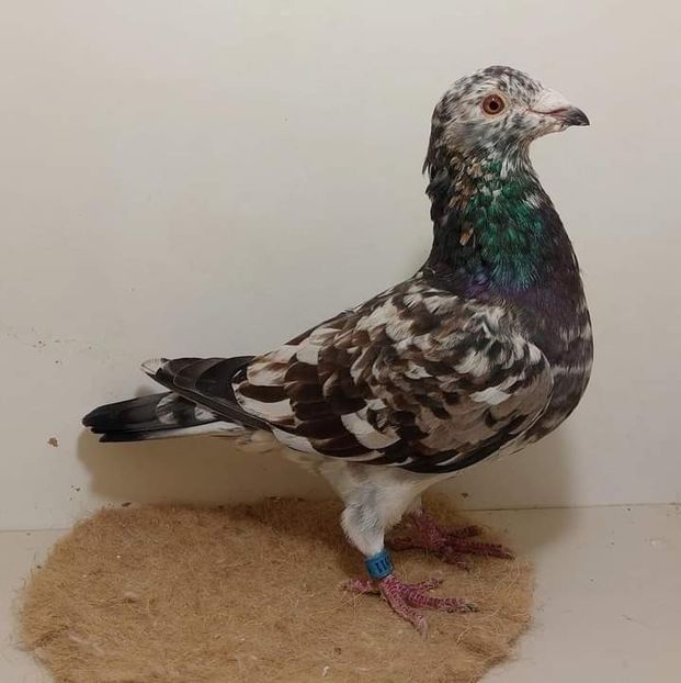  - Nu îmi aparțin 7