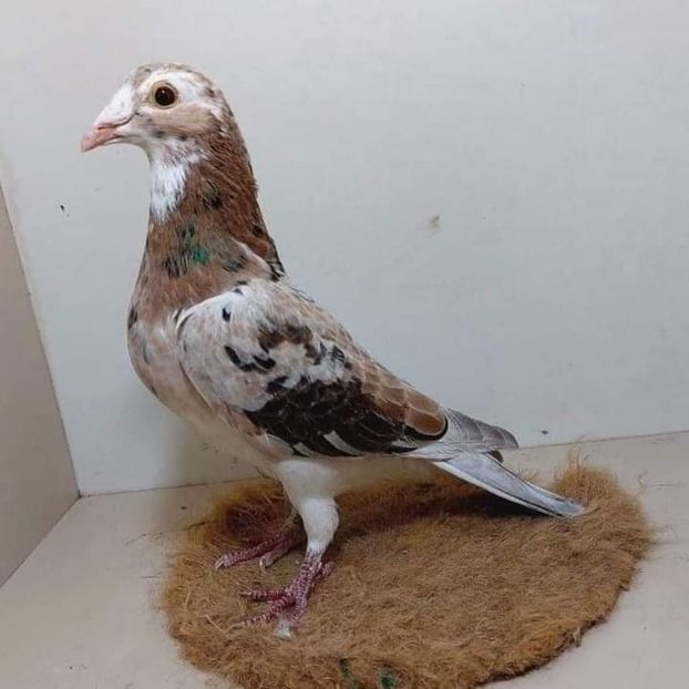  - Nu îmi aparțin 7