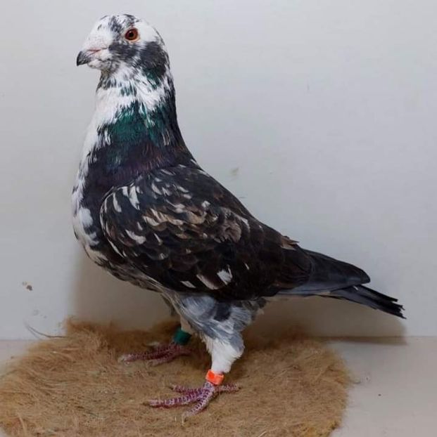  - Nu îmi aparțin 7