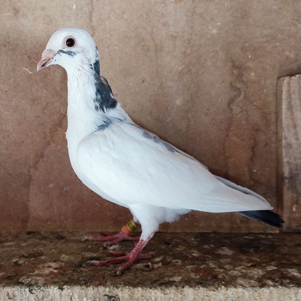 Mascul 24-178 - Alb pata