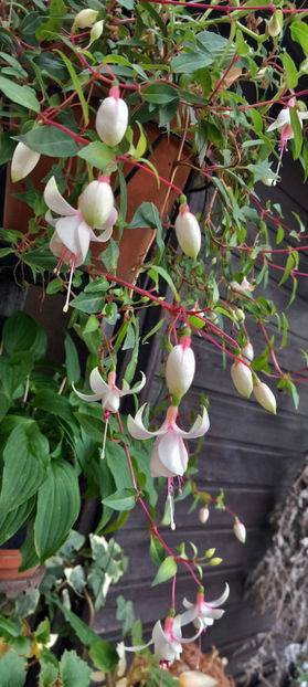  - 2024 - 03 - Toamna