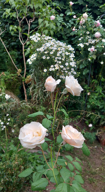  - 2024 - 03 - Toamna