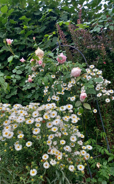  - 2024 - 03 - Toamna