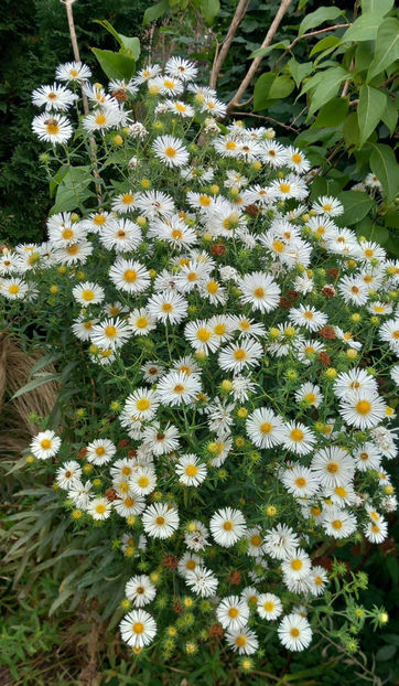  - 2024 - 03 - Toamna