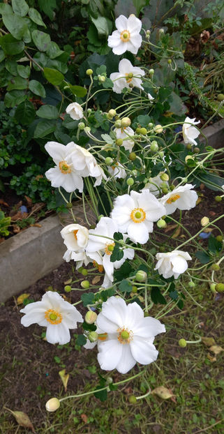  - 2024 - 03 - Toamna