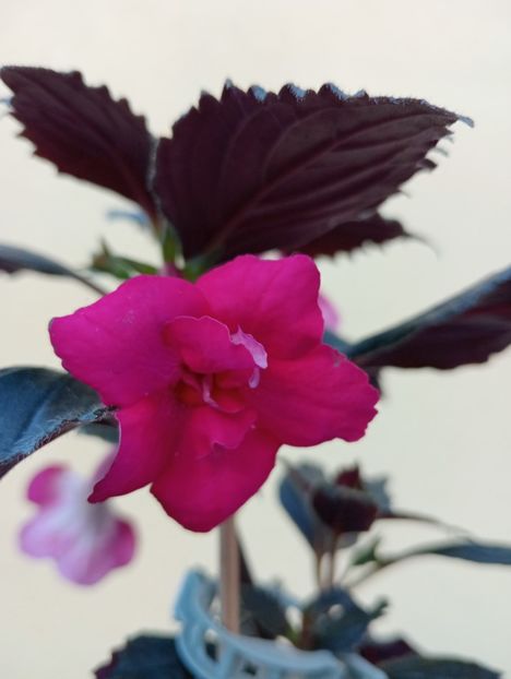  - RFs Berry Sweet