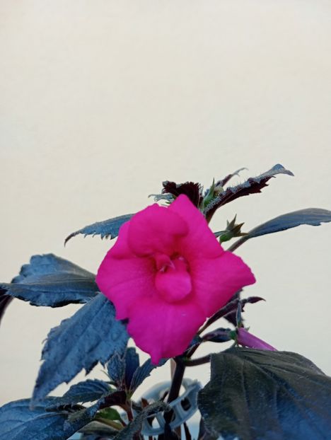  - RFs Berry Sweet