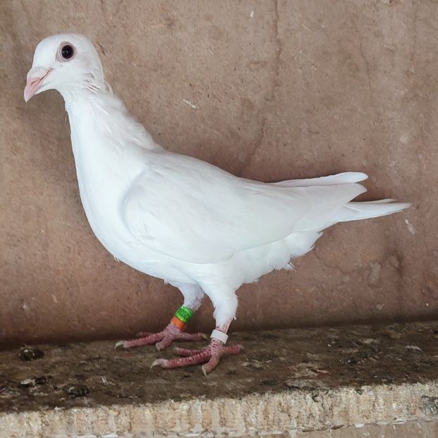 23-024....-20 lei - Porumbei vanduti