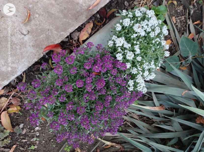  - Flori de gradină-2024