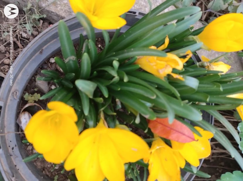  - Flori de gradină-2024