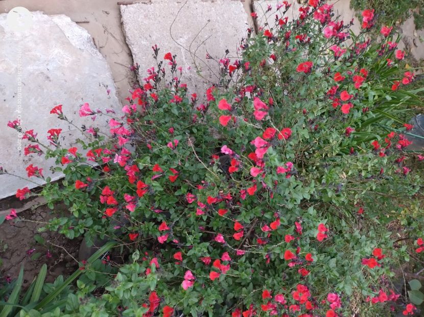  - Flori de gradină-2024