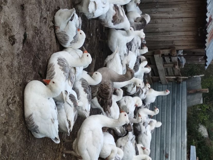  - Matca gaste 2019 2023