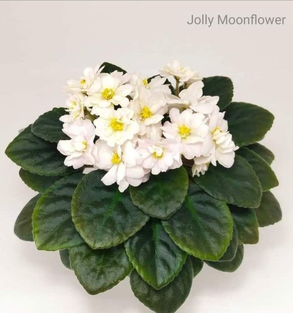 Poza net - Jolly Moonflower