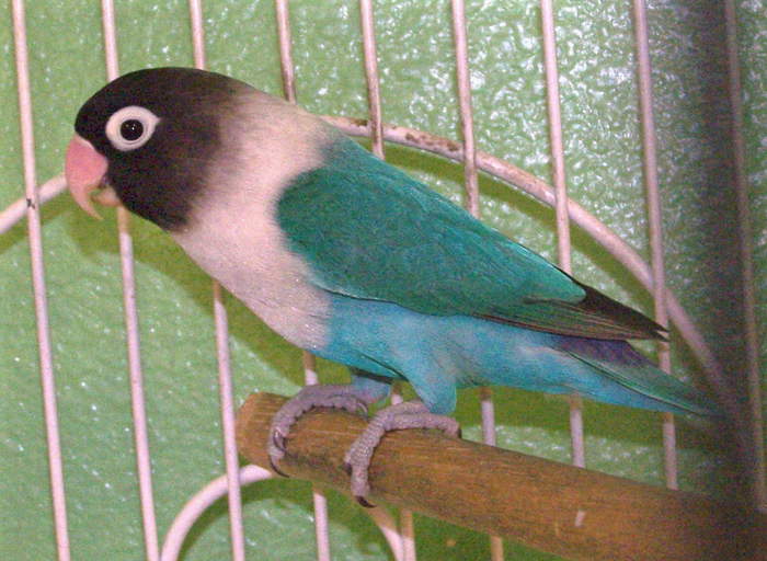 bluebird - papagali agapornis