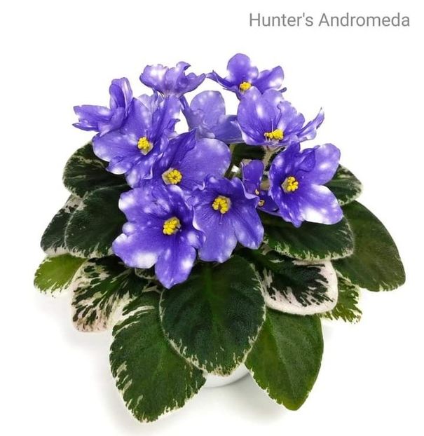 Poza net - Hunter s Andromeda