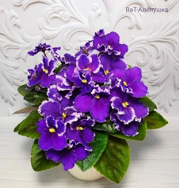 Poza net - VaT-Alionuska