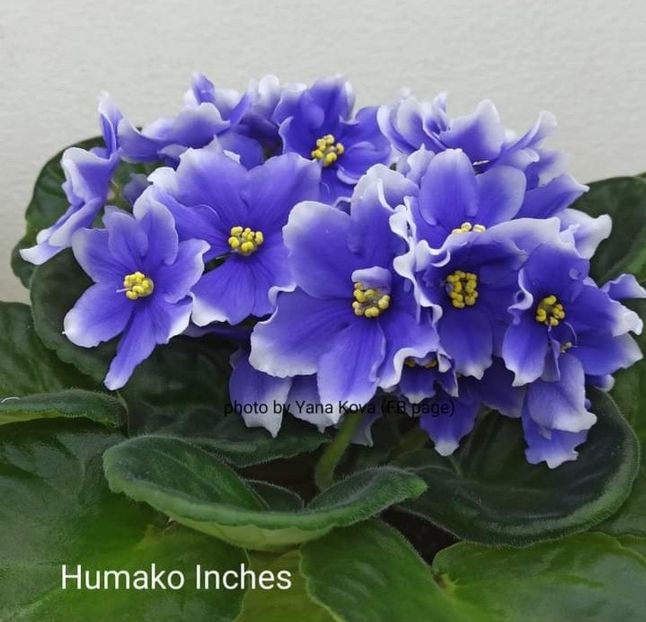 Poza net - Humako Inches