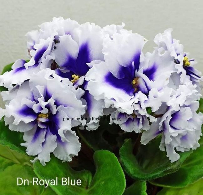 Poza net - DN-Royal Blue