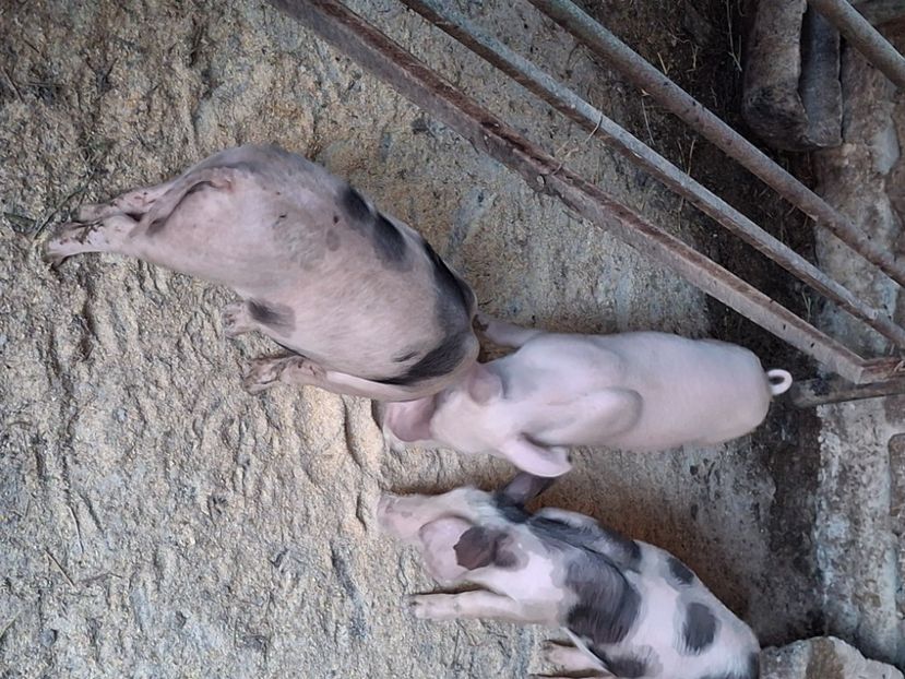  - Purcei de vânzare