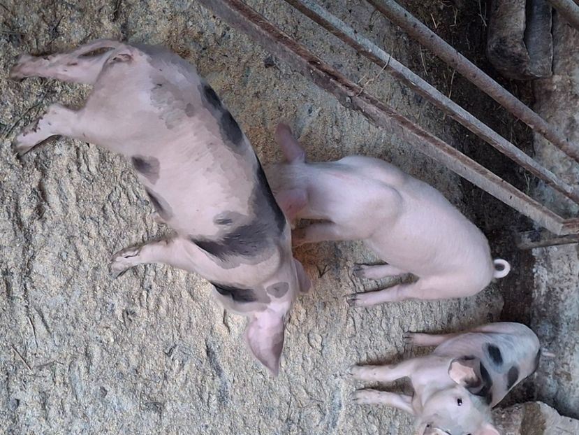  - Purcei de vânzare