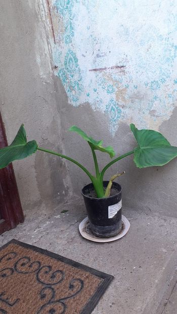  - Cala dăruită de mine Mătușii mele