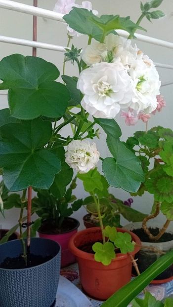  - Mușcata trandafir Ice Rose