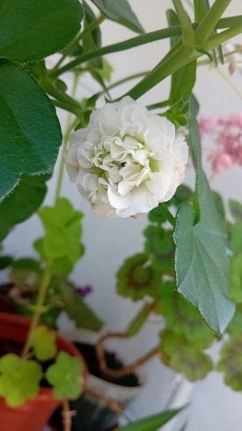  - Mușcata trandafir Ice Rose