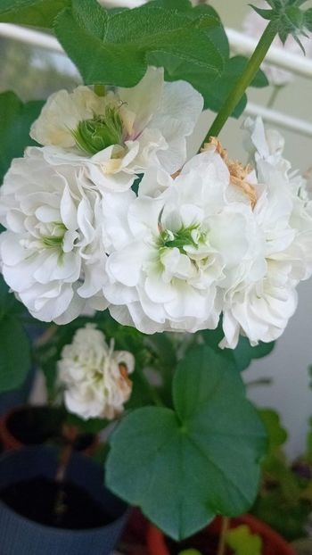  - Mușcata trandafir Ice Rose