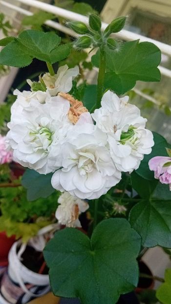  - Mușcata trandafir Ice Rose