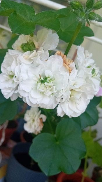  - Mușcata trandafir Ice Rose