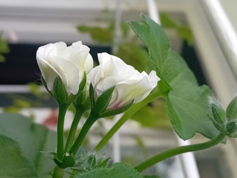  - Mușcata trandafir Ice Rose