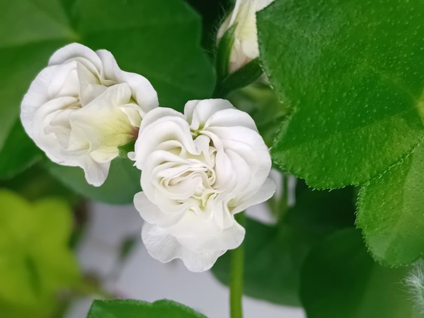  - Mușcata trandafir Ice Rose