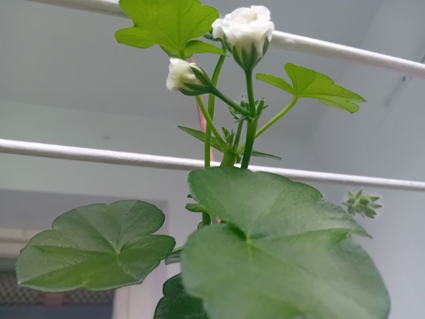  - Mușcata trandafir Ice Rose