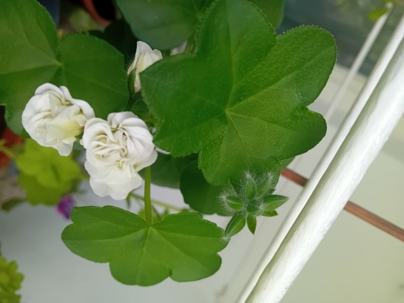  - Mușcata trandafir Ice Rose