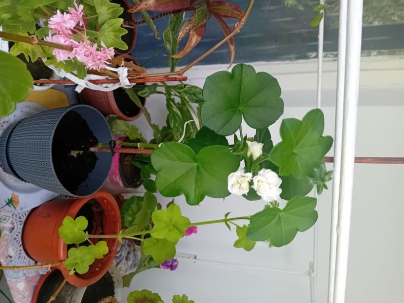  - Mușcata trandafir Ice Rose