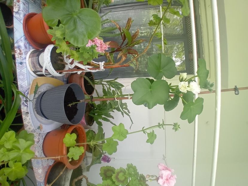  - Mușcata trandafir Ice Rose